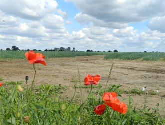 7. Tenth Road Poppies