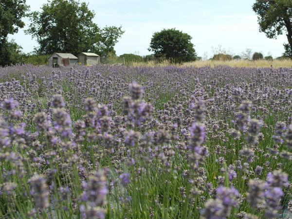 Suffolk Lavender Farm 08